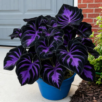 🎉Celebrate America's 250th 🌱Premium Rare Hosta Seeds🌿Shade-Tolerant Plant - GD