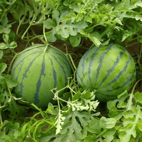 🍉50/100PCS Heirloom Non-GMO Watermelon Seeds – Easy-Grow “Lazy Man” Variety, Sweet & Nutritious, Replant Every Year🌱-923