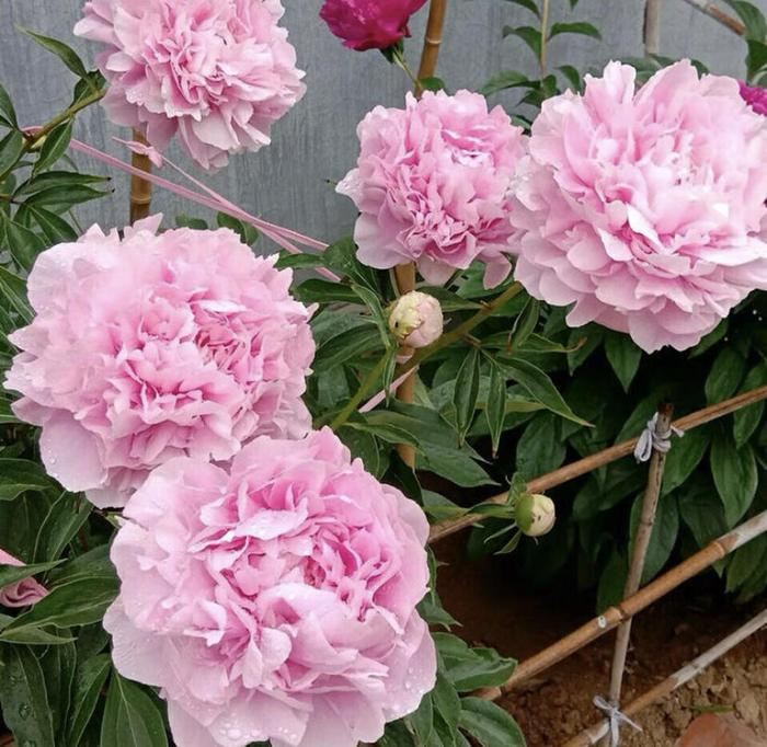 Colorful Peony Flower-Over 5 Colors.