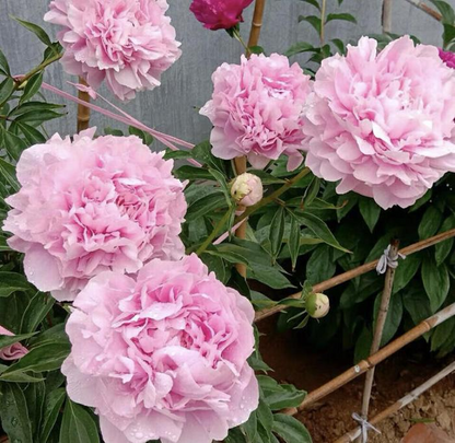 Colorful Peony Flower-Over 5 Colors.