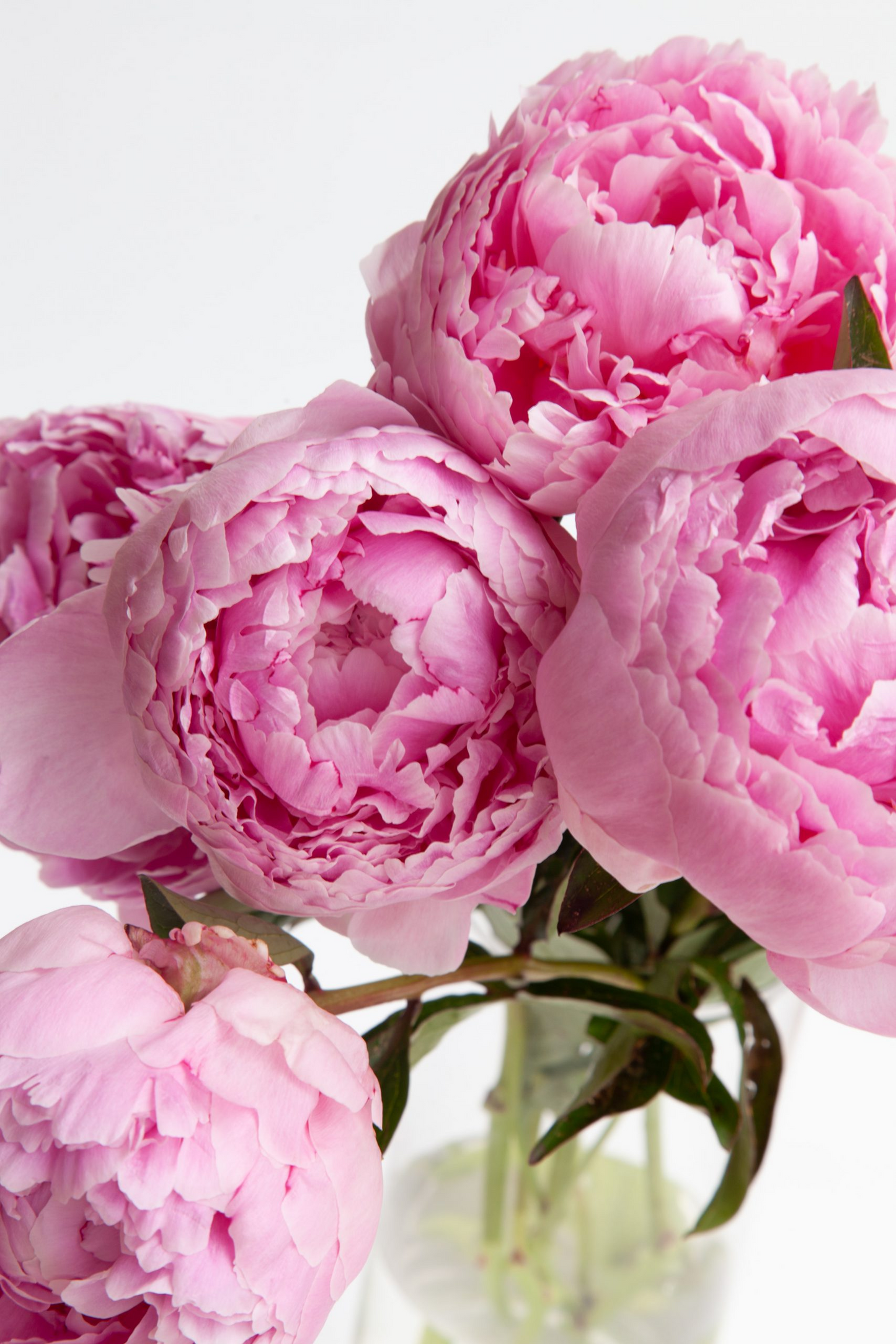 Colorful Peony Flower-Over 5 Colors.