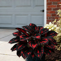 Black Red