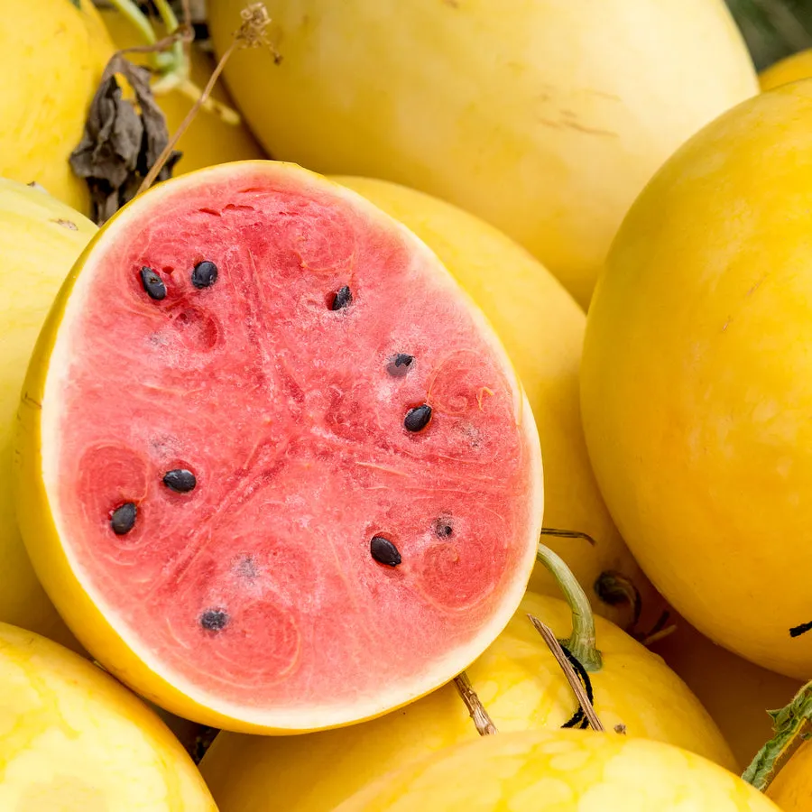 🍉 Lazy Watermelon Seeds