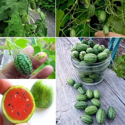 🍉 Lazy Watermelon Seeds