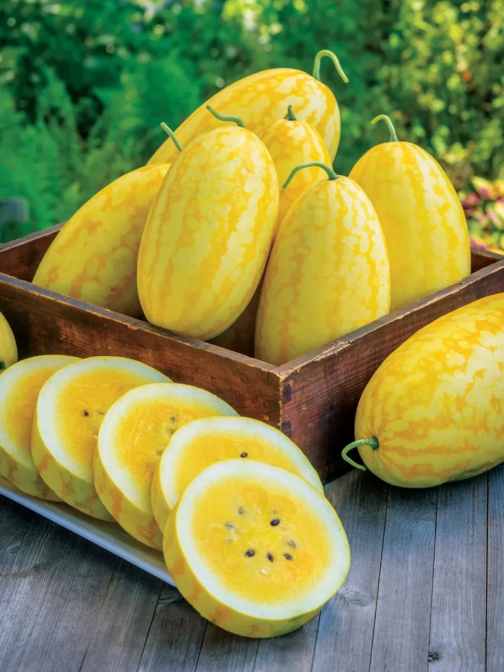 🍉 Lazy Watermelon Seeds