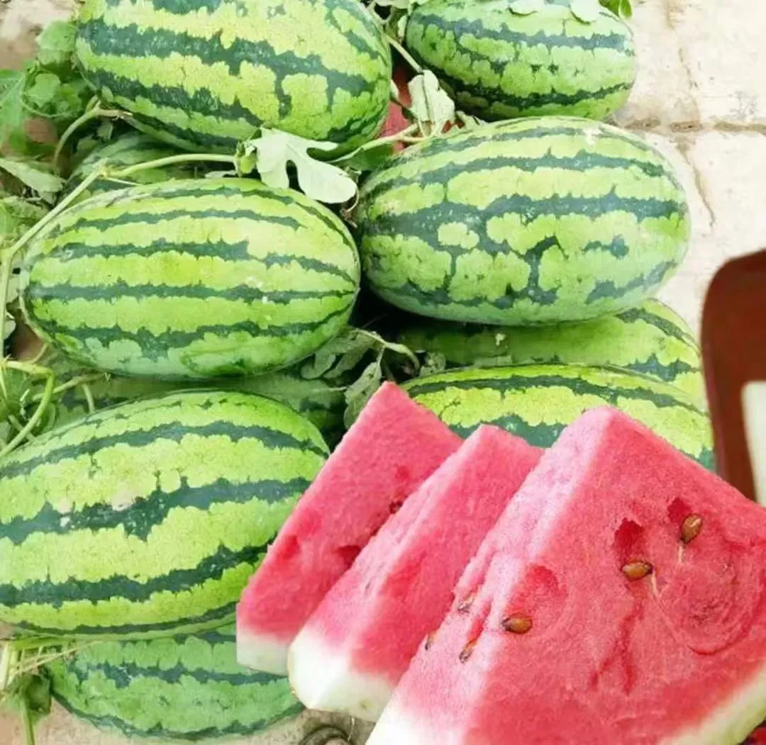 🍉 Lazy Watermelon Seeds