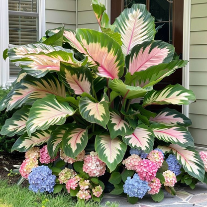 🌸Giant Alocasia🍃Transform Your Space with Tropical Majesty-ABB8