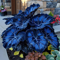 Midnight Sapphire