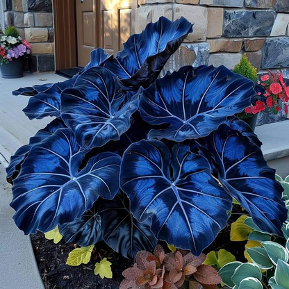 🌸Giant Alocasia🍃Transform Your Space with Tropical Majesty-ABB8