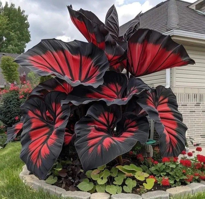 🌸Giant Alocasia🍃Transform Your Space with Tropical Majesty-ABB8