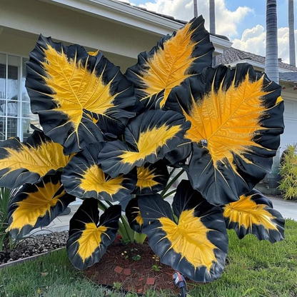 🌸Giant Alocasia🍃Transform Your Space with Tropical Majesty-ABB8
