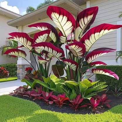 🌸Giant Alocasia🍃Transform Your Space with Tropical Majesty-ABB8