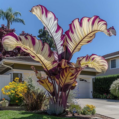 🌸Giant Alocasia🍃Transform Your Space with Tropical Majesty-ABB8