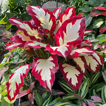 🌟🌈 Colorful Hosta Bulbs — 🌿Bring Shade Gardens to Life - A926