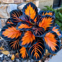Dwarf Orange