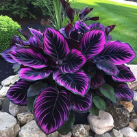 Dwarf Purple