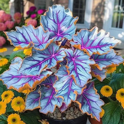 🌟🌈 Colorful Hosta Bulbs — 🌿Bring Shade Gardens to Life - A926