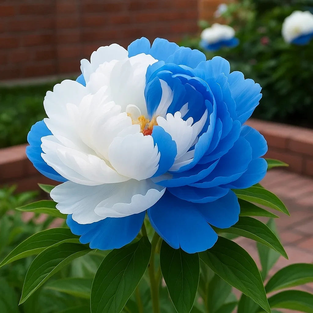 🌿Premium Rare Double Peonies🌸 - Bloom Big & Beautiful,Multiple colors available 🎨-GD