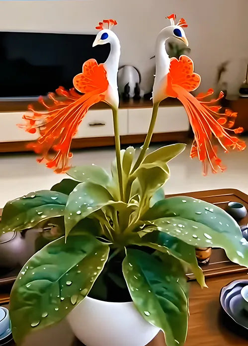 🔥Plus que 3 heures : 50 % de réduction sur les graines de fleurs de paon !🌺 Faciles à cultiver