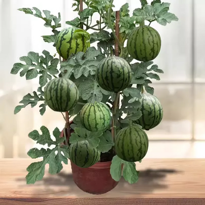 'Red Jade' Bonsai Watermelon Seeds 🍉 Giant Lazy Watermelon Seeds