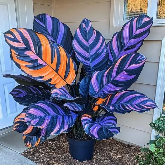 🌟🌈 Colorful Hosta Bulbs — 🌿Bring Shade Gardens to Life - A926
