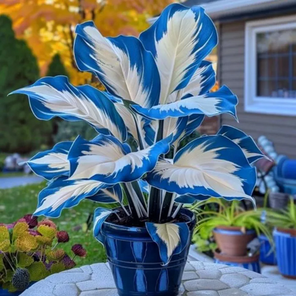 🌟🌈 Colorful Hosta Bulbs — 🌿Bring Shade Gardens to Life - A926