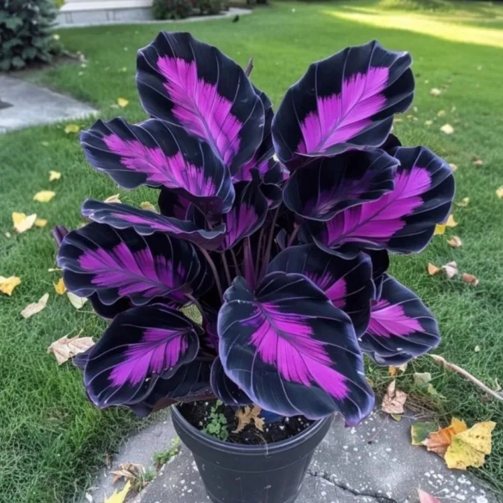 🌟🌈 Colorful Hosta Bulbs — 🌿Bring Shade Gardens to Life - A926