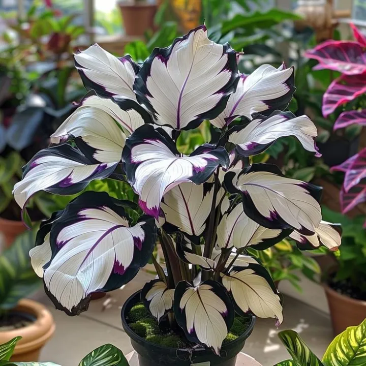 🌟🌈 Colorful Hosta Bulbs — 🌿Bring Shade Gardens to Life - A926