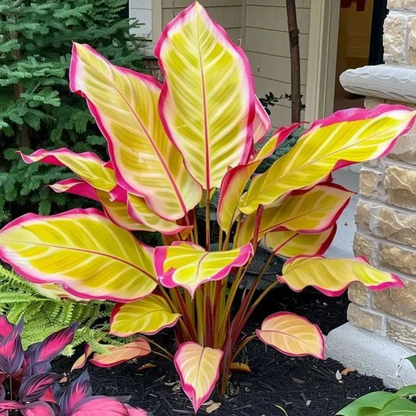🌟🌈 Colorful Hosta Bulbs — 🌿Bring Shade Gardens to Life - A926
