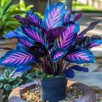 Shimmering Blue