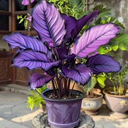 🌟🌈 Colorful Hosta Bulbs — 🌿Bring Shade Gardens to Life - A926