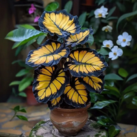 Black Yellow