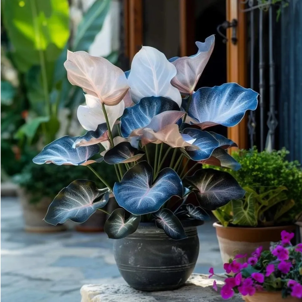 🌟🌈 Colorful Hosta Bulbs — 🌿Bring Shade Gardens to Life - A926