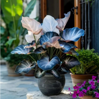 Blue Lotus Leaf