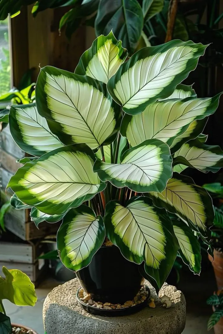 🌟🌈 Colorful Hosta Bulbs — 🌿Bring Shade Gardens to Life - A926