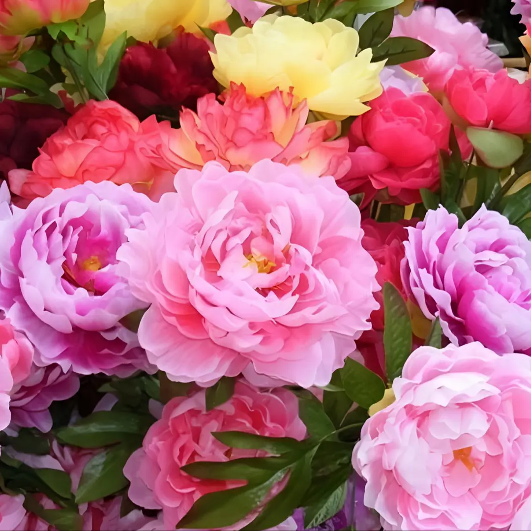 🌸 Double Climbing Peony Vine Hardy Perennial Garden Climber for Indoor & Outdoor Beauty-923
