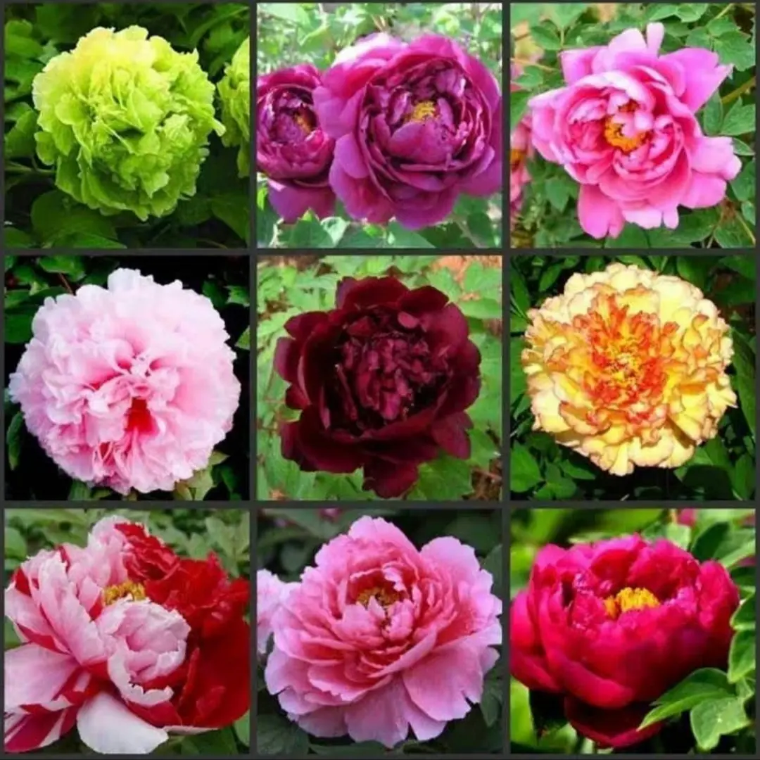 🌸 Double Climbing Peony Vine Hardy Perennial Garden Climber for Indoor & Outdoor Beauty-923