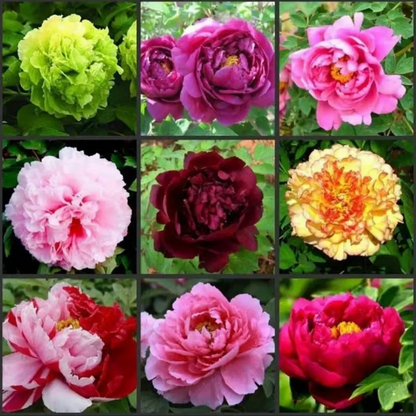 🌸 Double Climbing Peony Vine Hardy Perennial Garden Climber for Indoor & Outdoor Beauty-923