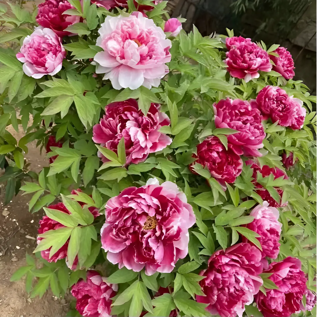 🌸 Double Climbing Peony Vine Hardy Perennial Garden Climber for Indoor & Outdoor Beauty-923