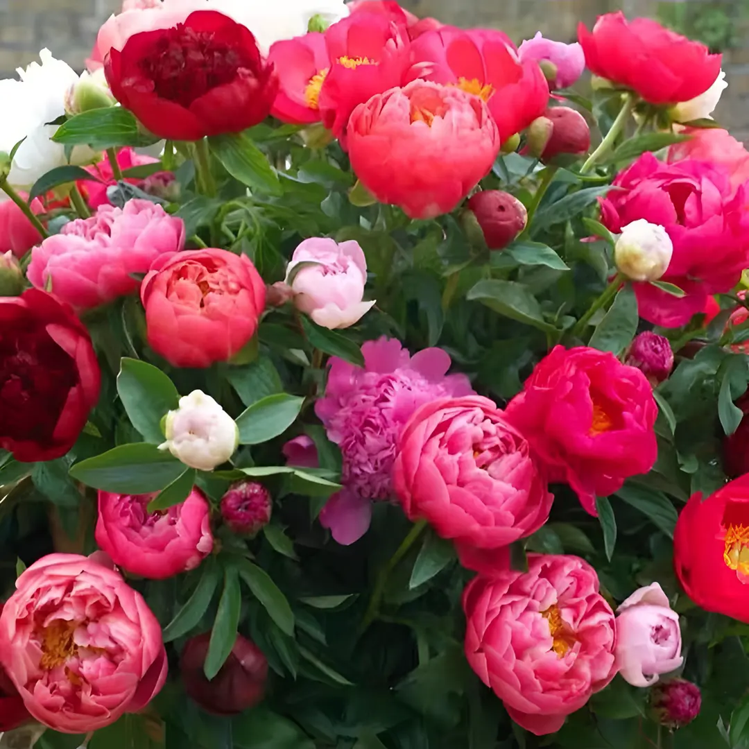 🌸 Double Climbing Peony Vine Hardy Perennial Garden Climber for Indoor & Outdoor Beauty-923