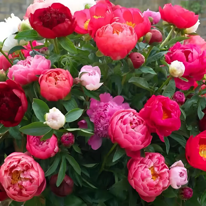 🌸 Double Climbing Peony Vine Hardy Perennial Garden Climber for Indoor & Outdoor Beauty-923