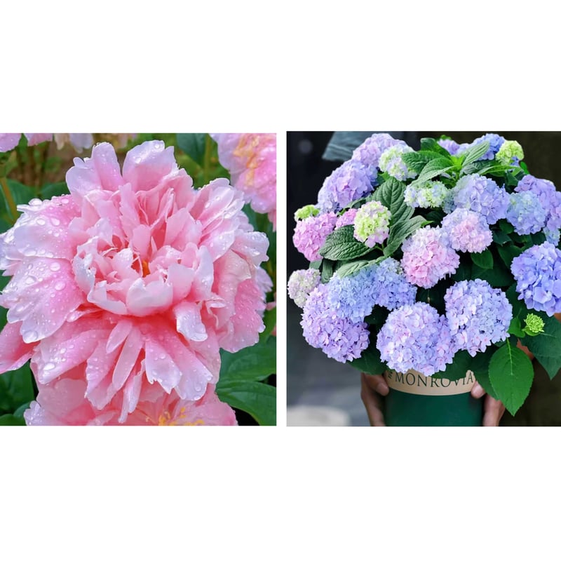 🔥LAST DAY 45% OFF🌺THE QUEEN OF FLOWERS—DOUBLE PETALED PIANI-923