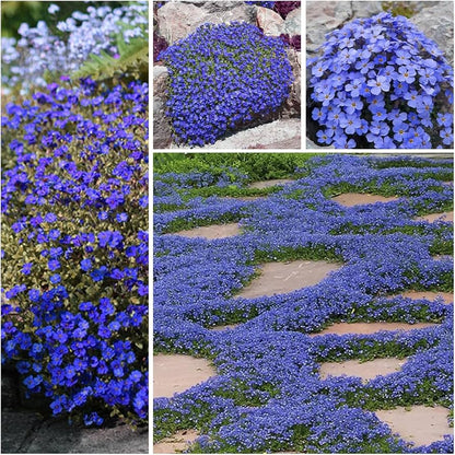 ✨ The Magical Fairy Garden of Your Dreams✨Creeping Thyme Seeds - A926