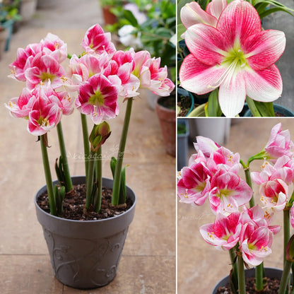 🎉Hot Sale🌷Amaryllis Bulbs-The Magical Fairy Garden of Your Dreams-ABB8