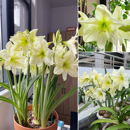 🎉Hot Sale🌷Amaryllis Bulbs-The Magical Fairy Garden of Your Dreams-ABB8