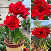 ❤️Red