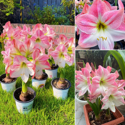 🎉Hot Sale🌷Amaryllis Bulbs-The Magical Fairy Garden of Your Dreams-ABB8