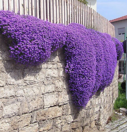 ✨ The Magical Fairy Garden of Your Dreams✨Creeping Thyme Seeds - A926