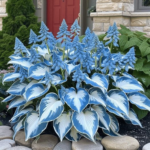 🔥Premium Rare Hosta Seeds💖🔥1 Pack-100 Seeds-GD