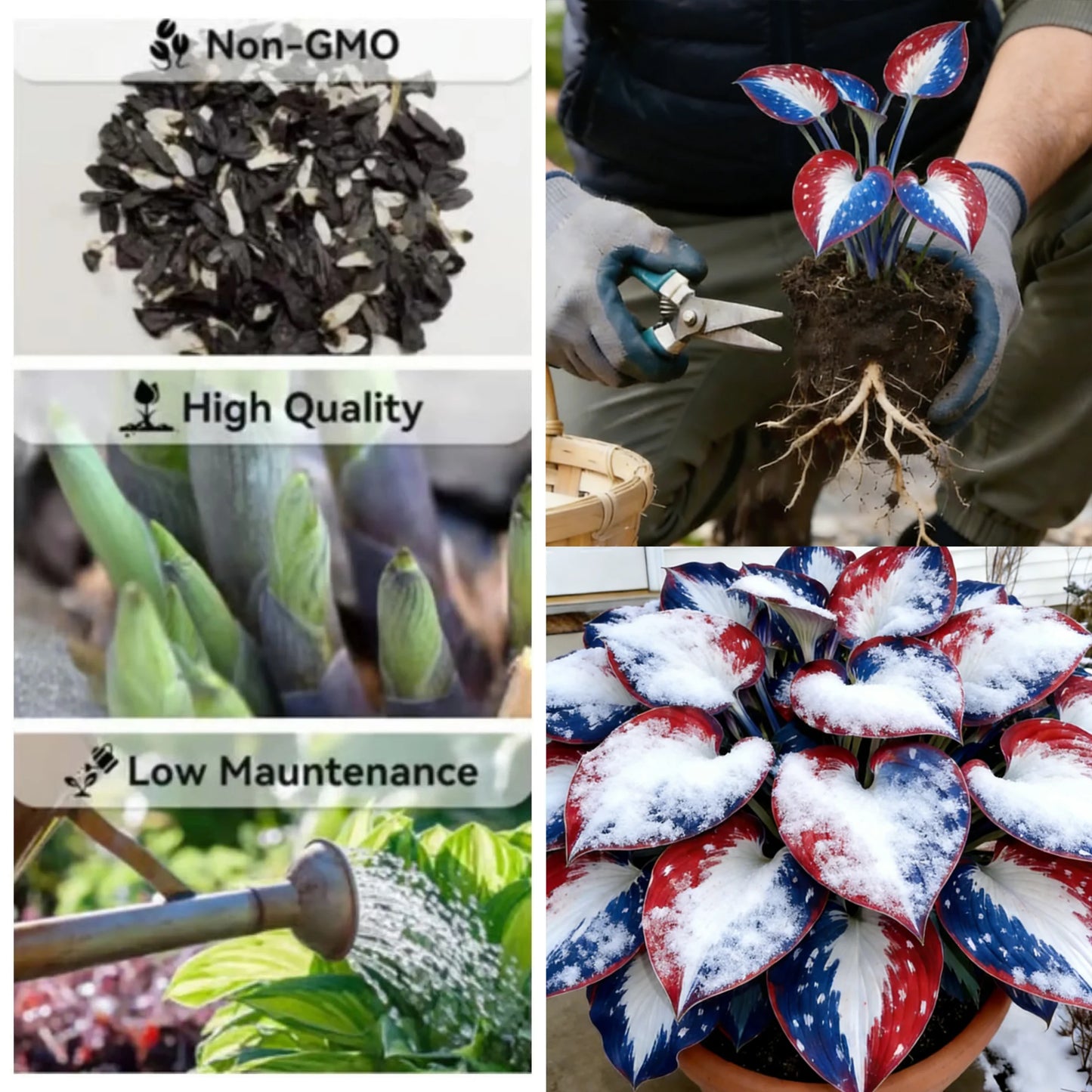 🎉Celebrate America's 250th 🌱Premium Rare Hosta Seeds🌿Shade-Tolerant Plant - GD